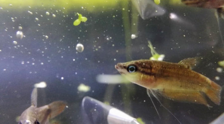 Les nouvelles stars de l'aquarium : 4 gouramis grogneurs