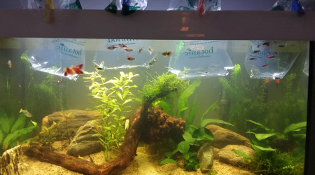 aquarium Aquarium 126l