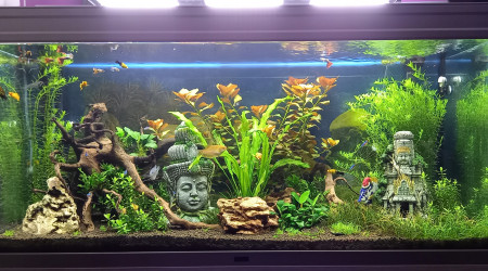 aquarium 240 litres