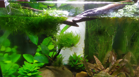 aquarium Nano jardin