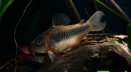 Nouvel aménagement adopté