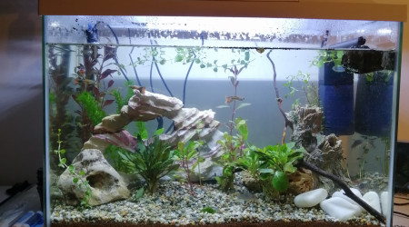 aquarium GUECHA2