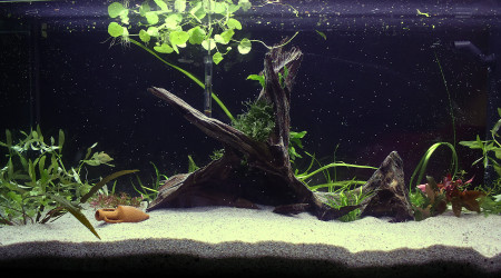 Aquarium 200 L. (Brut)