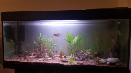 aquarium 250l