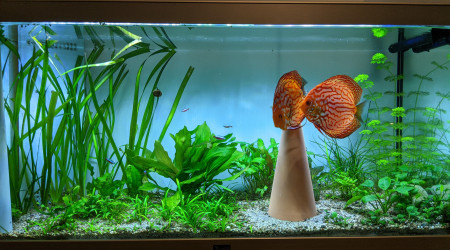 De retour sur de la reproduction