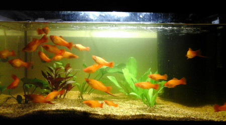 aquarium Nano 54 L