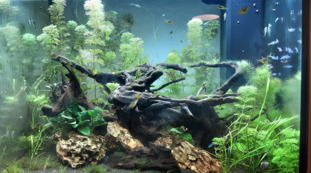 aquarium Aquarium poissons de banc