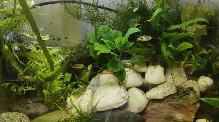 aquarium Tk18