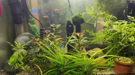 aquarium Tk8
