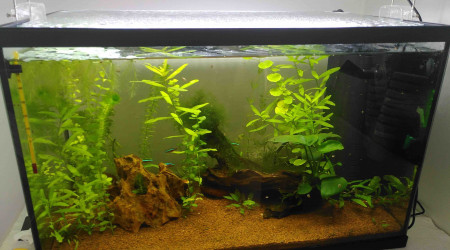 ça pousse, mais avec des trous...