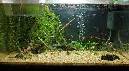 aquarium Aquarium 60l