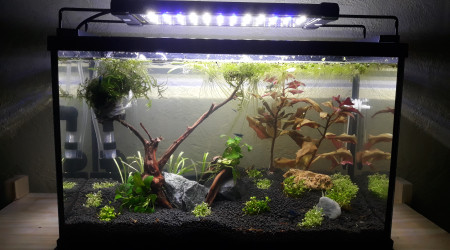 aquarium Crecre