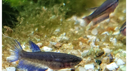 La nourriture vivante ne suffit plus