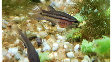 La nourriture vivante ne suffit plus