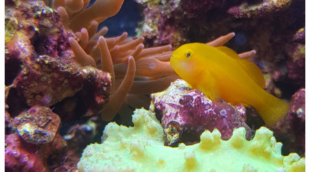 Entacmea quadricolor, Gobiodon okinawae et Sinularia dura