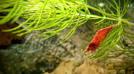 Une RC sur la Cerato