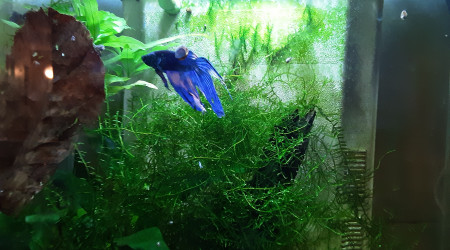 aquarium Aquarium betta