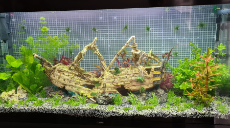 Test mousse de java en mur de fond