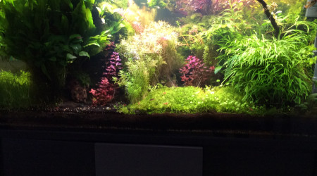 Un petit temps sur l’aquarium