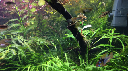 Un petit temps sur l’aquarium