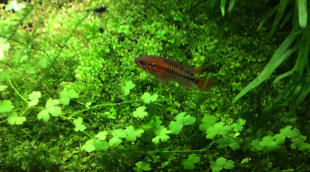 Un petit temps sur l’aquarium