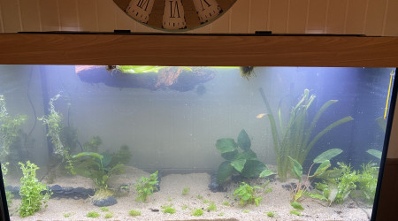 aquarium 350l amazonien lowtech