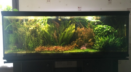 aquarium Low teck 300l