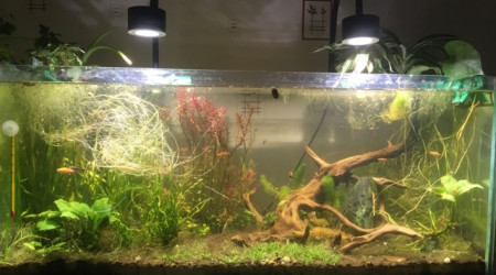 aquarium Low teck 90l