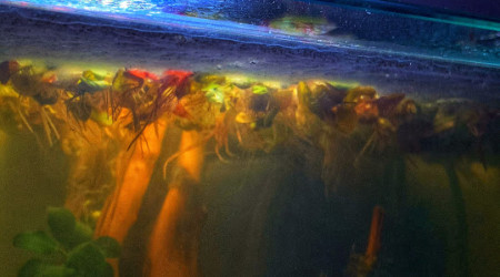 Jour 5 : le Biofilm est là !