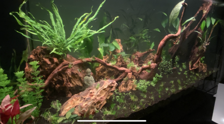 Coucher de soleil sur la jungle