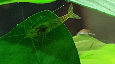 Rayon X de la crevette