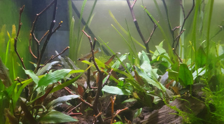 aquarium 20L fundulopanchax gardnerie