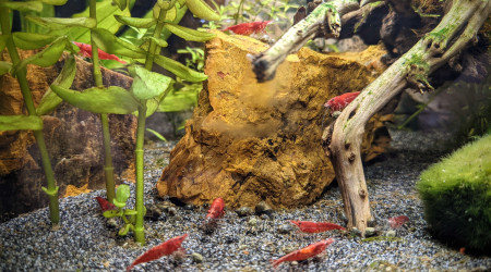 9 crevettes sur 10 !