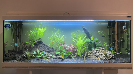 aquarium 100L