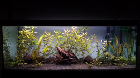 aquarium Aqua 2