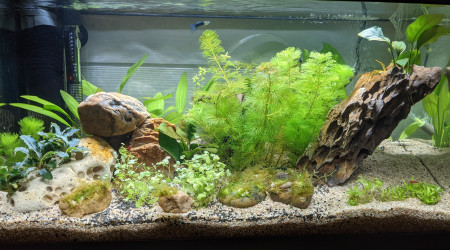 Implantation + 1 mois