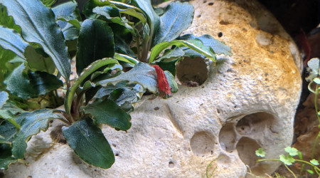 Crustacé neocaridina davidi var. red cherry