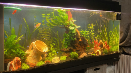 aquarium 450 litres