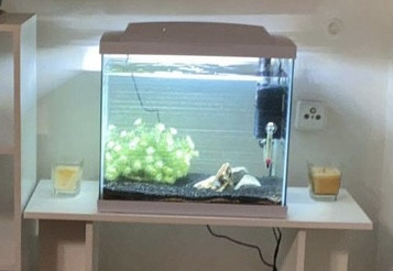 aquarium 50 litres