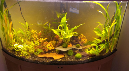 aquarium Trigon 350 Juwel Biotope Amazonien naturel