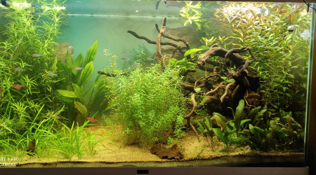 aquarium Esprit Amazon