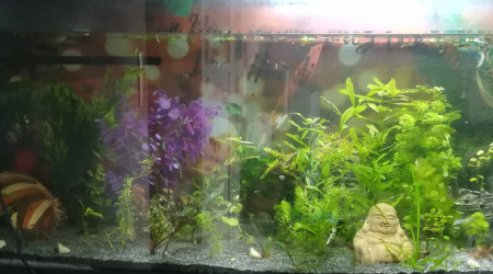 aquarium 240L fourre tout communautaire qui prouve que la mixite ça marche