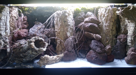 aquarium Projet tetraodons nains en cours