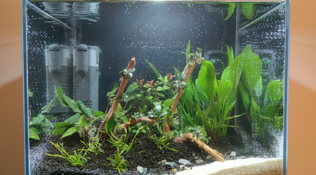 aquarium First