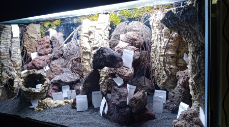 Projet tetraodons nains en cours