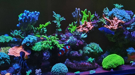 aquarium Reefer 450