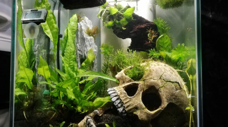 aquarium Betta