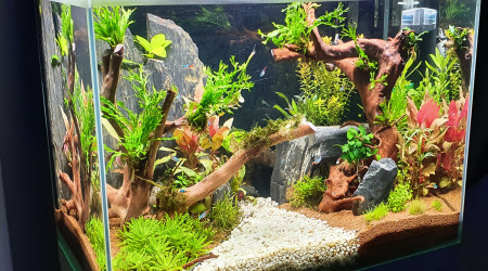 Évolution des plantations