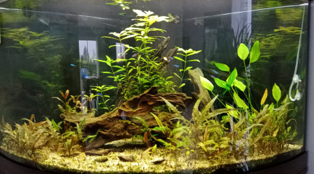 aquarium Nico86