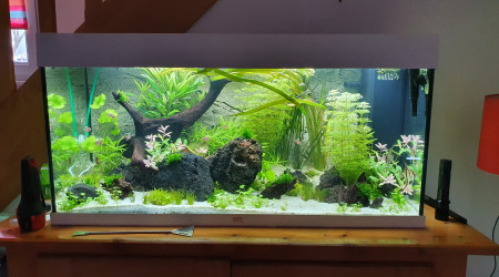 aquarium First Project